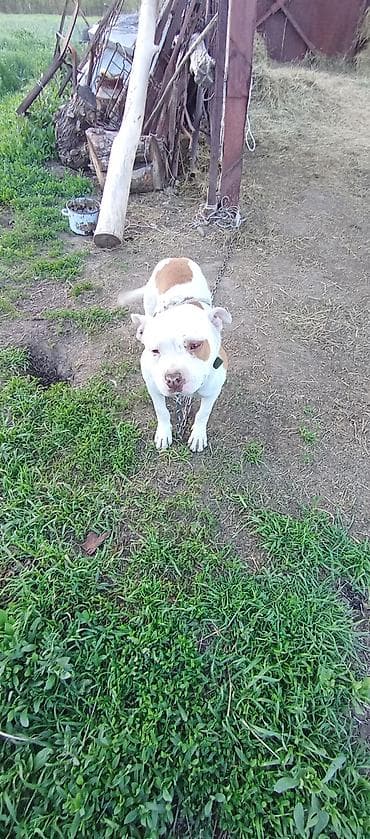 ит собака: Американский бульли (тип питбуля) бело-рыжего окраса. Особенности: - — 2