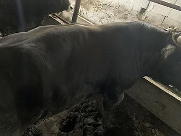 Коровы, быки: Продаю | Бык (самец) | На откорм | Привязанные — 9