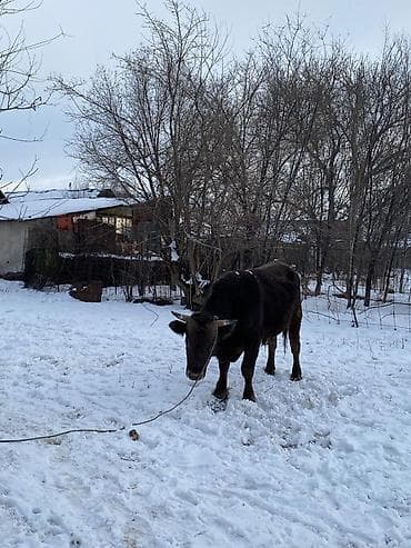 телка бычок: Продаю | Корова (самка) | Полукровка | Для молока | Привязанные — 1