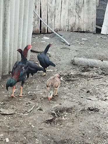 Мышыктар: Сатам | Короздор | Тебиштирүүчү | Көбөйтүү үчүн — 8