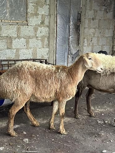 Продаю | Овца (самка) | Арашан | Для разведения | Ярка, Ягнившаяся