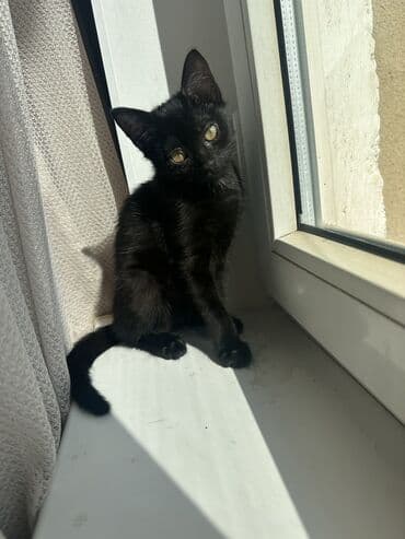 отдам котенка в добрые руки: 3 месяца, Девочка, Приучена к лотку — 9