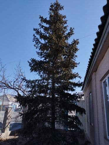 Саженцы деревьев: Ели, Самовывоз