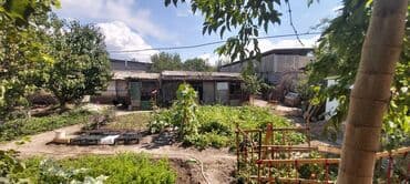 чогуу жашаганга бир кыз керек: Үйдүн жарымы, 590 кв. м, 5 бөлмө, Менчик ээси — 15