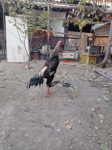 купить экзотических животных: Продаю | Петух | Бойцовая | Для разведения — 1