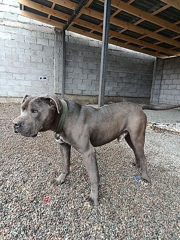 собаки стаф: Питбуль, 11 месяцев, Самец — 5
