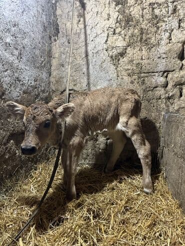 Продаю | Музоо, торпок | Швицкая | На откорм