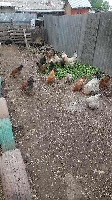 продаю бролеров: Продаю | Куры | Домашняя | Для разведения — 5