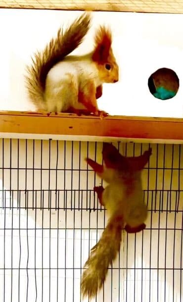 собака доберман сколько стоит: <<<БЕЛКИ~БЕЛОЧКИ>>> Вальерные белочки самцы, самки — 1