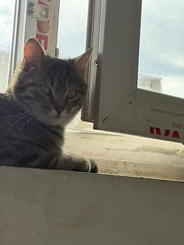 кошки крысоловы: Кошка даром: Беспородная, Девочка, Приучена к лотку — 4