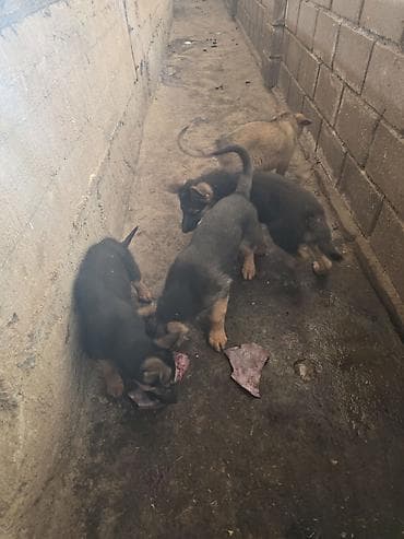 зоомагазин бишкек с животными: Немецкая овчарка, 3 месяца, Самка, С прививкой — 6