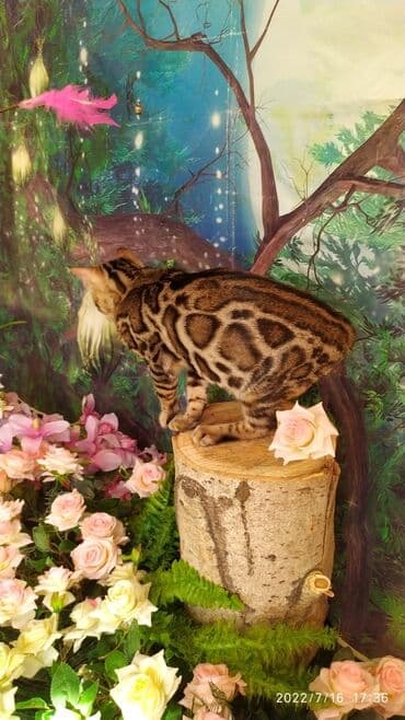 бенгальский леопардовый кот: Бенгальский котик Мальчик. 5мес. Невероятно красивый контрастный с — 1