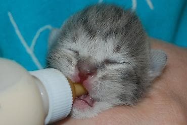 шотландская вислоухая кошка фото цена: Кошка даром: Беспородная, Девочка — 1