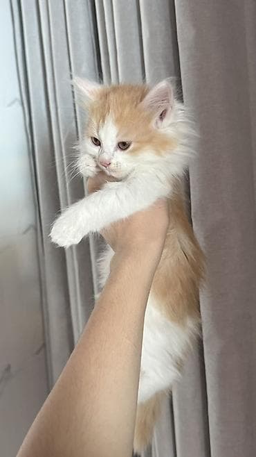 Кошки: Беспородная, 2 месяца, Мальчик, Биколор, Приучена к лотку — 3