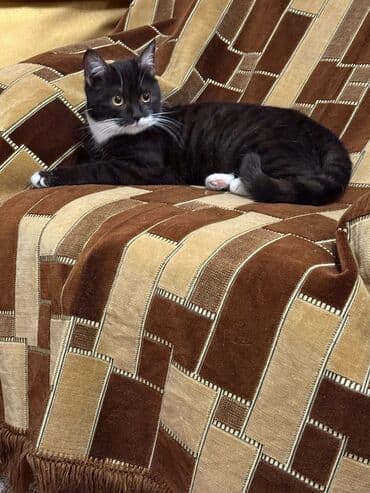 котята сибирской кошки: Кошка даром: Британская короткошёрстная, Девочка — 5