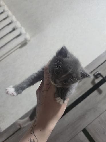 сибирские котята: Котята домашние, помёт из четырёх малышей: - Окрасы: дымчато‑серый с — 7