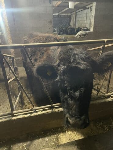 Үй жаныбарлары: Сатам | Уй (ургаачы), Бука (эркек), Кунаажын | Ангус | Бордоп семиртүү үчүн, Союуга, Көбөйтүү үчүн — 1