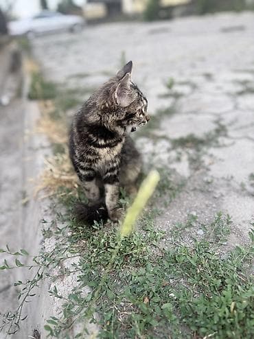 кошка в добрые руки: Кошка даром: Беспородная, 6 месяцев, Девочка — 3