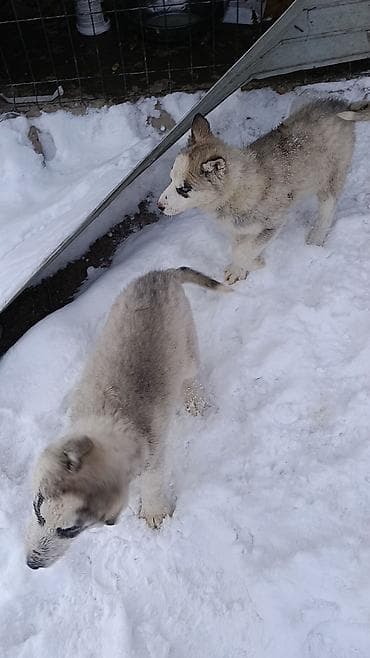 куплю хаски: Продается щенки хаски !!!! — 8
