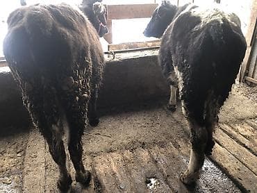 Аквариумдар: Сатам | Кунаажын | Алатоолук | Бордоп семиртүү үчүн, Союуга, Көбөйтүү үчүн | Бооз — 1