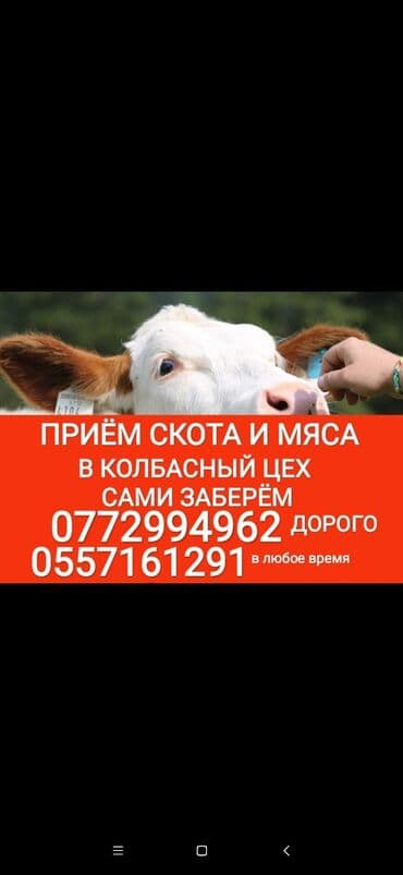 усыпление животных бишкек: Сатып алам | Уйлар, букалар, Жылкылар, аттар, Башка а/ч жаныбарлары | Күнү-түнү, Бардык шартта, Союлган — 1