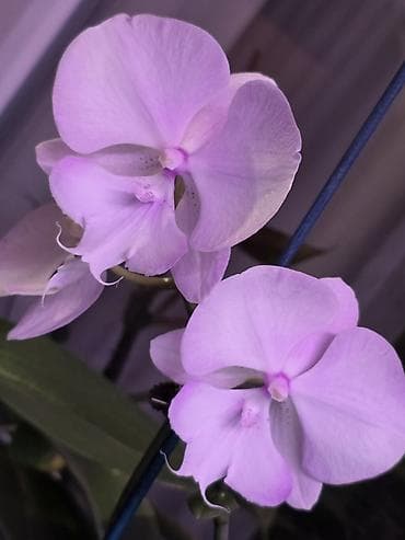 макс: В продаже большой филолендрон бурле макс 2500,орхидеи от 1000 — 4