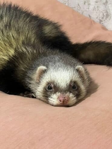 хомяк цена бишкек: Продаются два хорька девочка и мальчик взрослые. Забирала с Алматы — 8