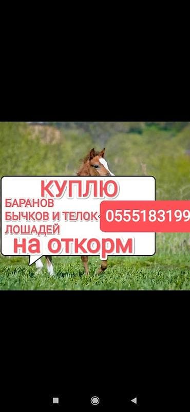 Үй жаныбарлары: Жеке жак : Уйлар, букалар, Жылкылар, аттар, | Күнү-түнү, Бардык шартта, Союлган — 1