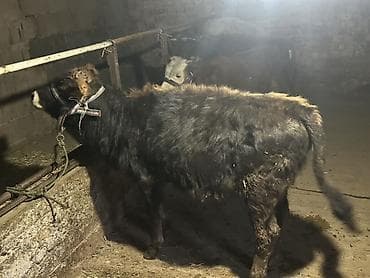 бычок оптом: Продаю | Бык (самец) | На откорм | Привязанные — 6