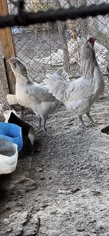 продаю охотничий собаку дратхар: Амераукано Семья 1 + 3 Возраст 6 месяцев Начинают нести яйца Яйца 🪺 — 4