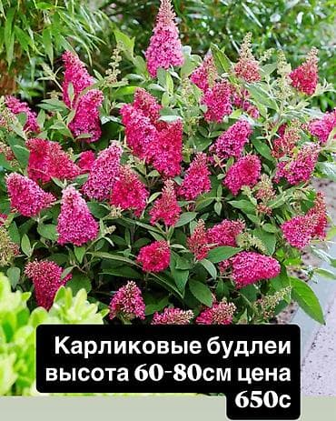 розы рассада: Пеларгонии сортовые — более 200 сортов в наличии - Ассортимент — 9