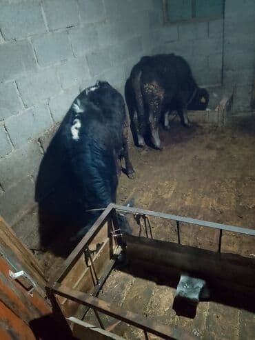 рыбки цена: Продаю | Музоо, торпок | Полукровка | На откорм | Привязанные — 6