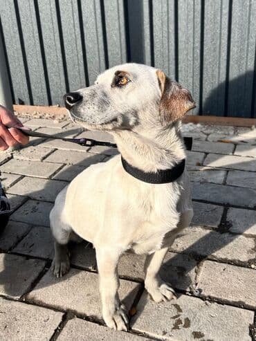 добрые руки: Умная,мудрая ДЕВЧУЛЯ ждет ЧЕЛОВЕКА🤍🖤🤍. Спасена от отстрела💔 — 4