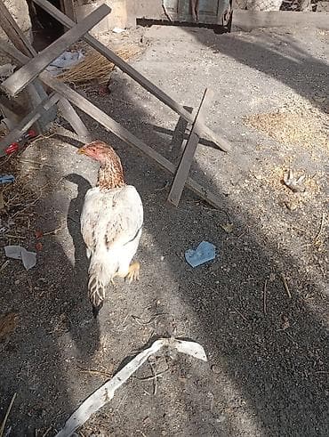 куры пушкинские: Продаю | Куры | Домашняя | На забой — 4