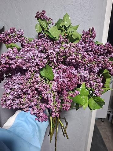 лук бишкек: Сирень Букеты 1000 сом — 2