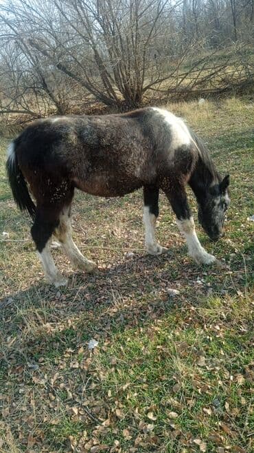 в добрые руки собаку: Продаю | Жеребец | Рабочий — 2