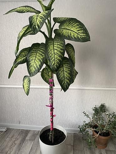 Диффенбахия (крупномер) в напольном кашпо - Высокое комнатное