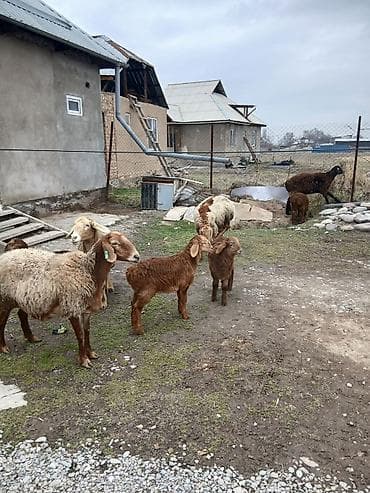 бараны мериносы токтушки: Продаю | Овца (самка) | Полукровка | Для разведения | Матка — 6