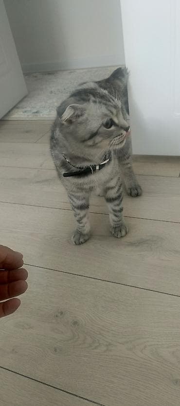 где можно купить кошку: Шотландская вислоухая кошка (Scottish Fold) - Окрас: серебристый — 2