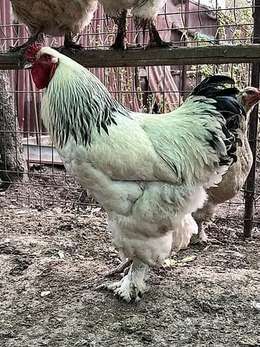 эшек фото: Продаю | Петух | Брама | Для разведения — 1