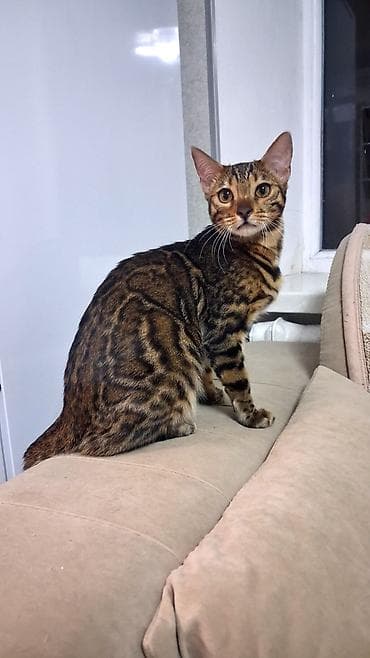 бенгальская кошка домашняя: Бенгальская кошка с ярким контрастным окрасом: насыщённый тёплый фон и — 1