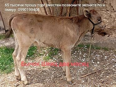 бравекто цена бишкек: Сатам | Музоо | Бордоп семиртүү үчүн — 2