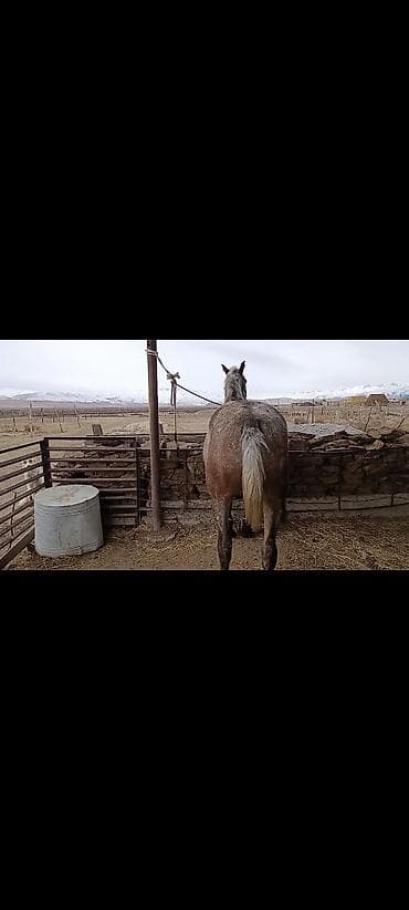 Другие животные: Продаю | Жеребец | Рабочий — 3