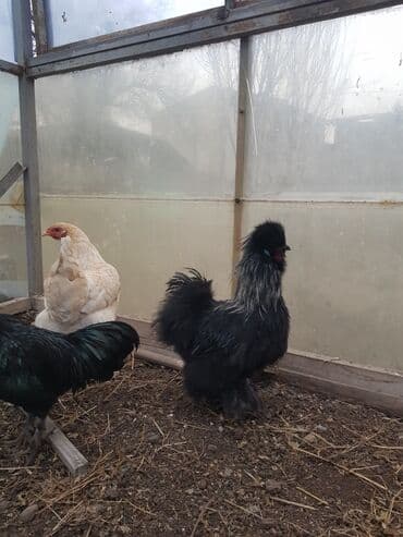 Шелковые Куры ( по 2000с. ) и карлики ( по 800с. ) — 4