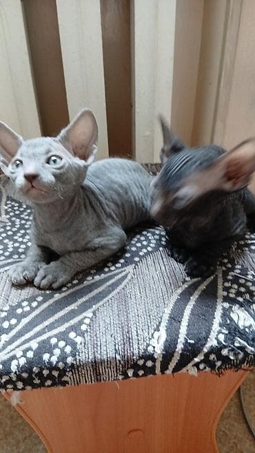 кошки сфинксы: Котята породы сфинкс (вероятно, донской/петерболд тип), помёт из — 5