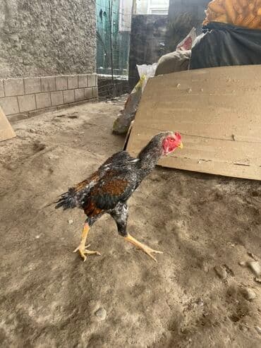 куры доминанты: Продаю | Петух | Бойцовая, Дакан | Для разведения — 1