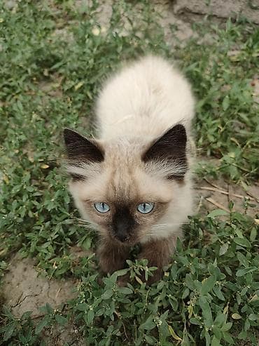 Продажа кошек: Сиамская, 2 месяца, Мальчик — 3