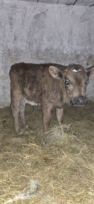 тай кони: Продаю | Музоо, торпок | На откорм | Искусственник — 2