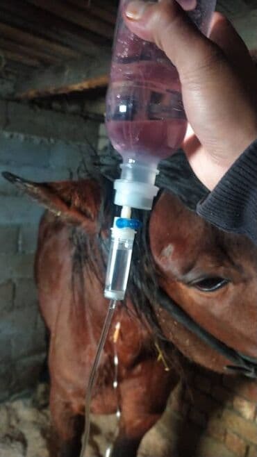 Грызуны: Ветеринар все услуги ветеринарного врача лечение до полного — 3