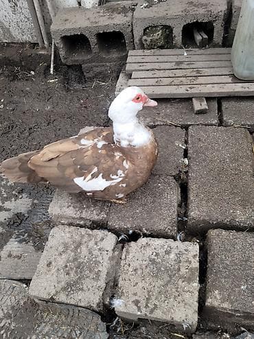 Продаю индоуток